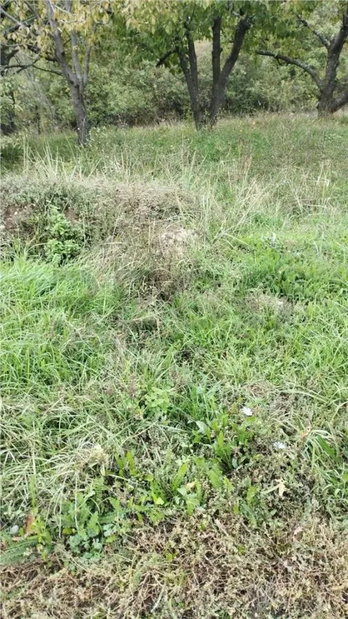 RECO Teren in  Paleu 800mp - foto 1