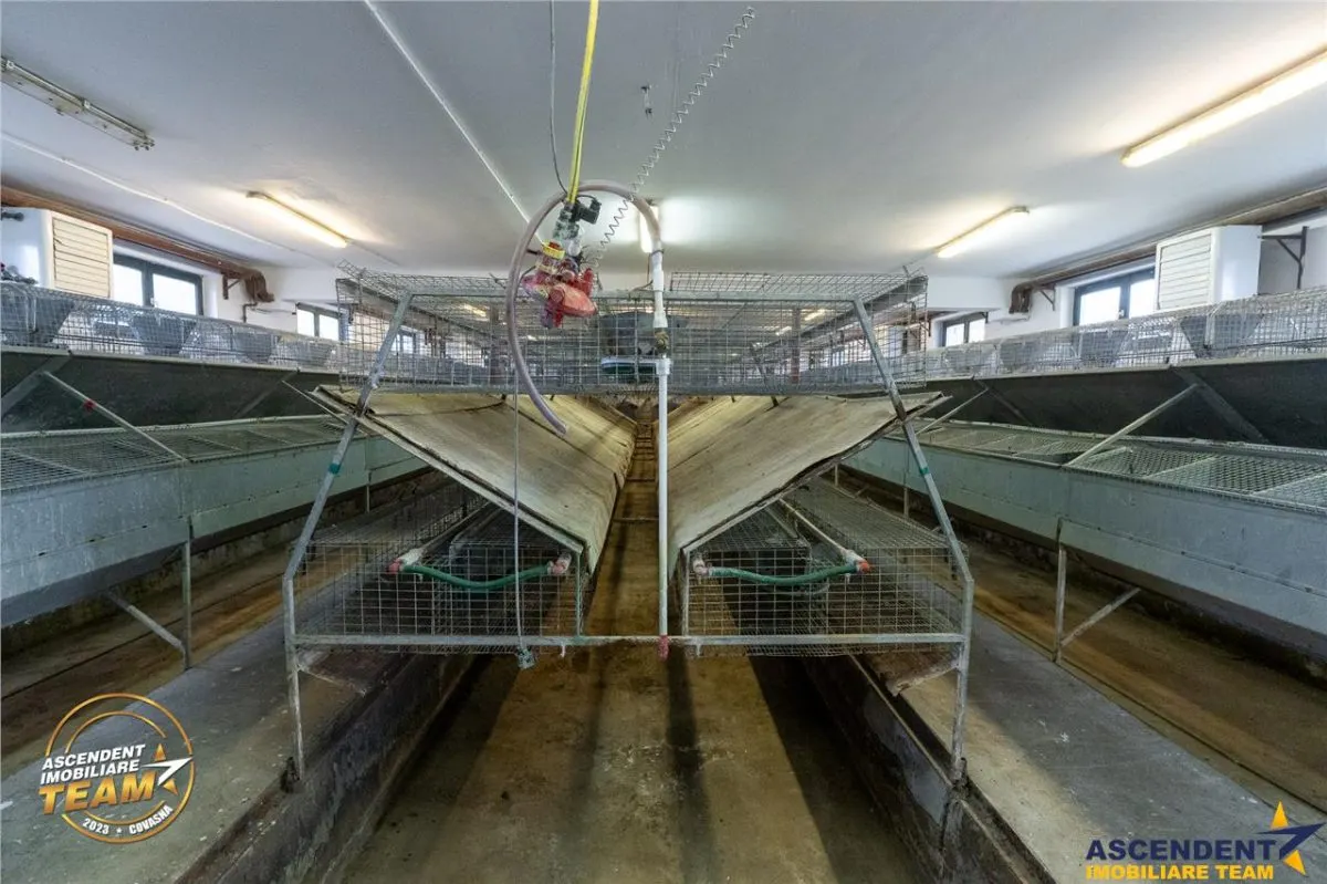 FILM! Ferma de iepuri,Malnas,Covasna: domeniu:comercial/industrial,asset UE - foto 6